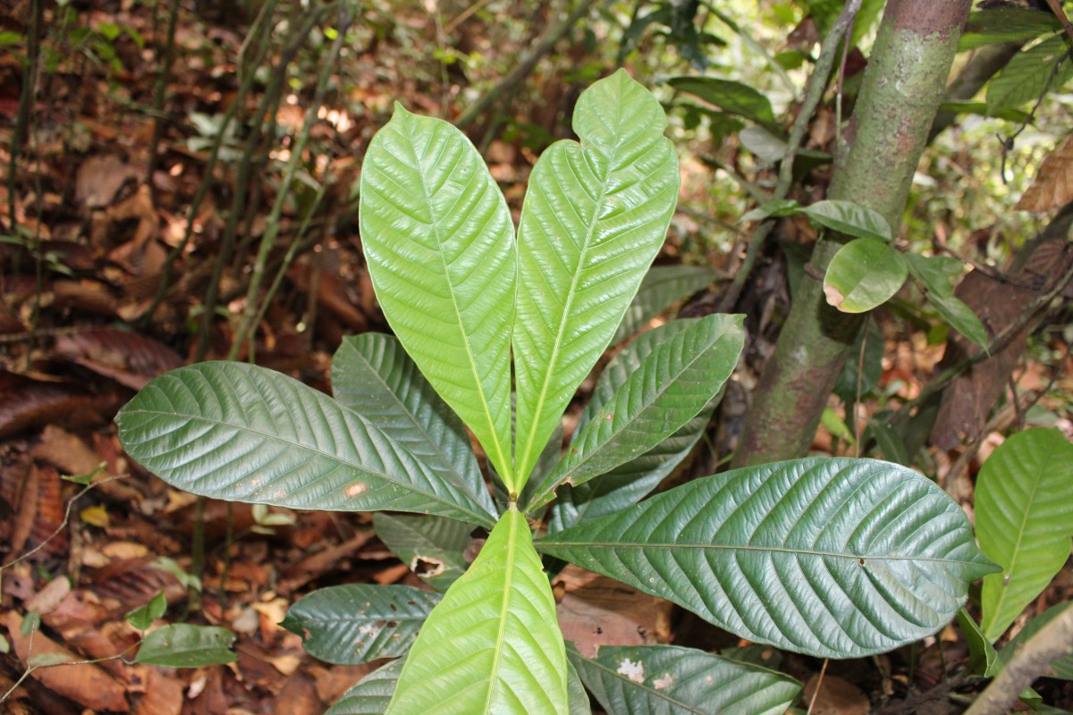 Agrostistachys borneensis Becc.